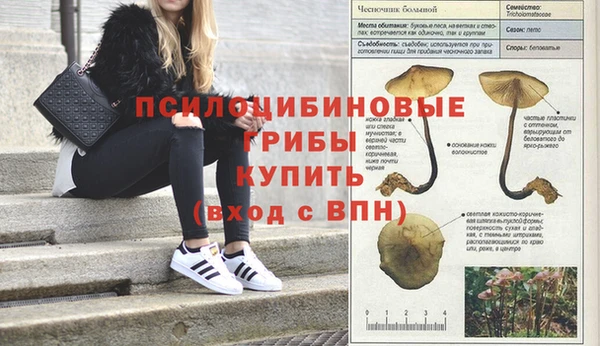 стаф Белокуриха